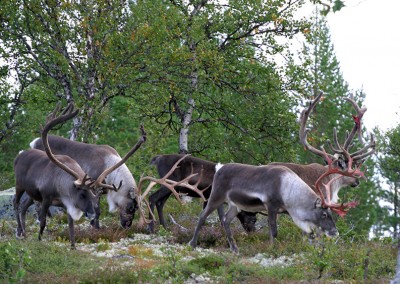 Schweden