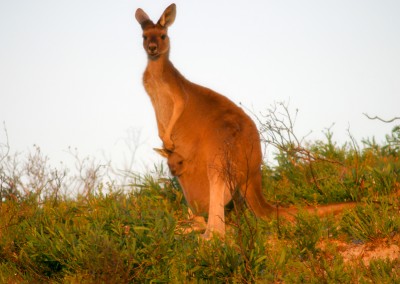 Australien