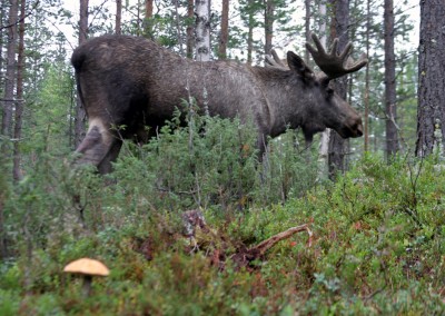 Schweden
