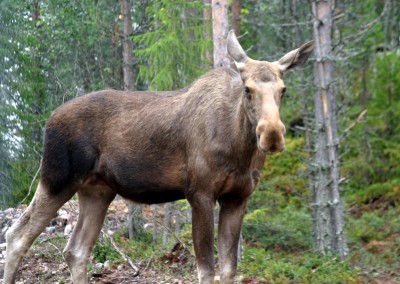 Schweden