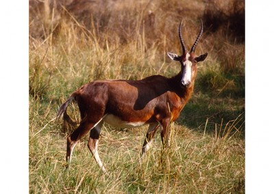 Fahrrad Zimbabwe