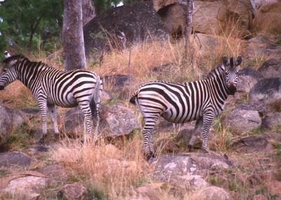 Fahrrad Zimbabwe