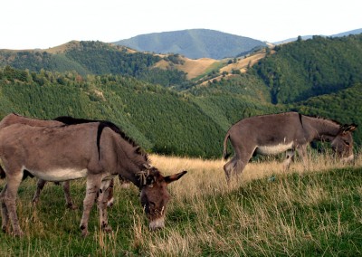 Romania