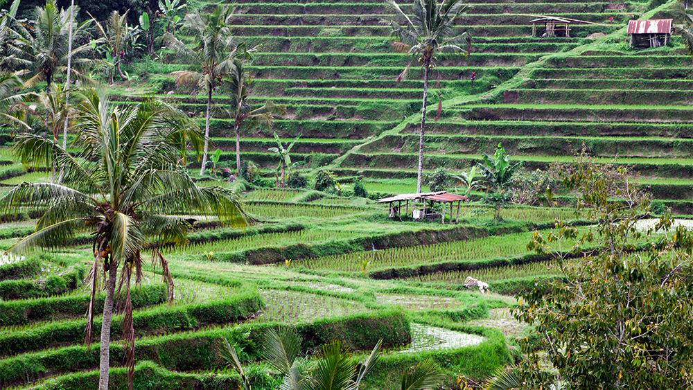 Bali – Reisterassen